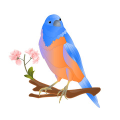 Fototapeta premium Bird Bluebird thrush small songbirdons on a branch sakura on a white background spring background vintage vector illustration editable hand draw