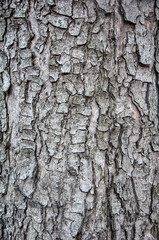 horse chestnut bark