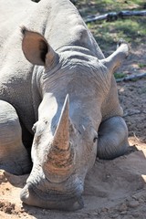 Fototapeta premium Rhino Front View