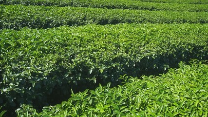Tea bushes, growing in neat and orderly rows in Chiang Mai. Thailand