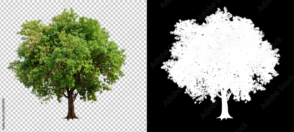 Fototapete single tree on transparent picture background with clipping path, single tree with clipping path and alpha channel on black background