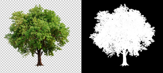 single tree on transparent picture background with clipping path, single tree with clipping path and alpha channel on black background