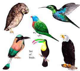 Watercolor set of bright birds on a white background: parrot, eagle, Toucan, Hummingbird and owl.