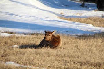 Elk Sitting In The Grass, Jasper National Park, Alberta