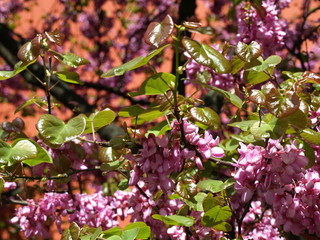 Cercis siliquastris Arbre de Judée