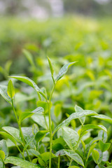 Green tea leaves