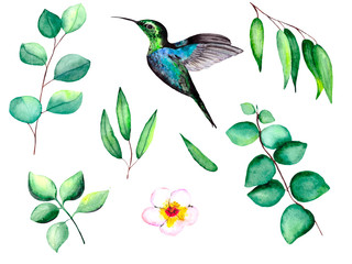 Watercolor set with exotic birds, humming birds and the fresh green branches of eucalyptus. Individual elements on a white background.