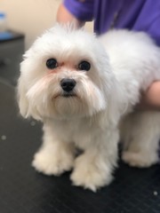 Grooming dogs, стрижка собак)