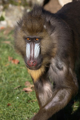 Mandrill / Mandrill / Mandrillus sphinx