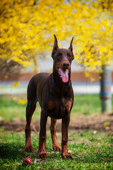 doberman puppy fun