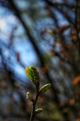 bourgeons de printemps