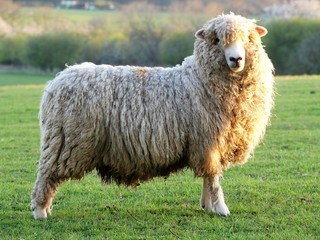 Sheep in field at Bullsland Farm, Chorleywood, Hertfordshire, England, UK