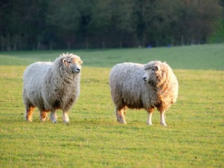 Pair of sheep in field at Bullsland Farm, Chorleywood, Hertfordshire, England, UK