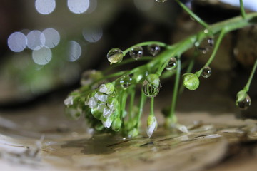 water drops on leaf