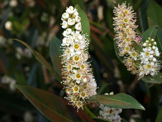 Prunus laurocerasus Laurier cerise