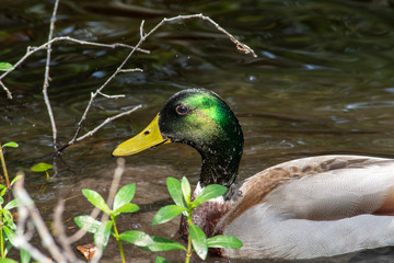 Mallard duck swims in clear pond water.