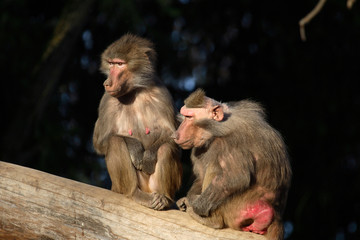 Mantelpavian / Hamadryas Baboon / Papio hamadryas.