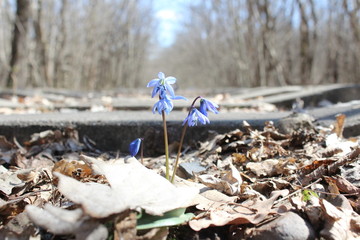 garbage in the forest