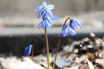 iris on blue background