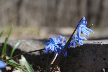 blue flowers on a background