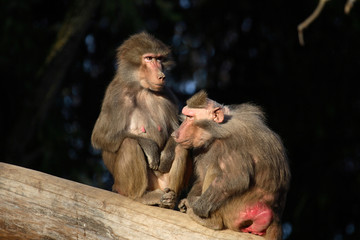 Mantelpavian / Hamadryas Baboon / Papio hamadryas.