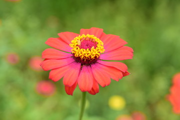 Chinese Tibet Gesang flower