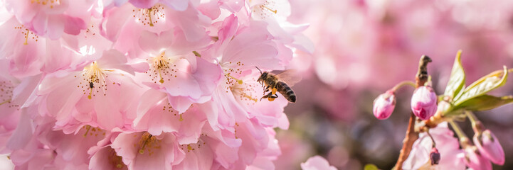 insekt auf blüte