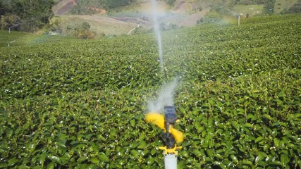 Sprinklers provide much needed water for tea fields. video with sound
