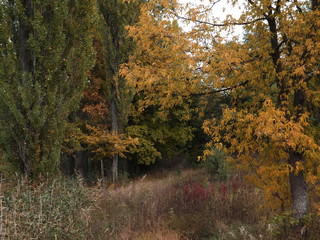 autumn in the park