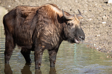 Mishmi-Takin / Mishmi Takin / Budorcas taxicolor taxicolor..