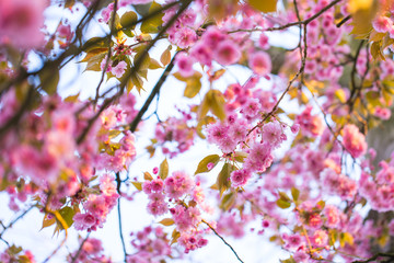 Nahaufnahme von hellrosa Kirschblüten im sonnigen Frühling