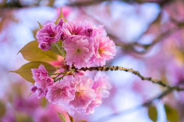 Fototapeta premium Nahaufnahme von hellrosa Kirschblüten im sonnigen Frühling