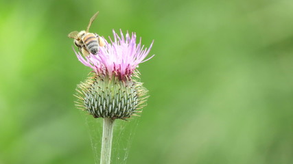 bee on flower