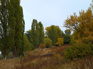 forest in autumn