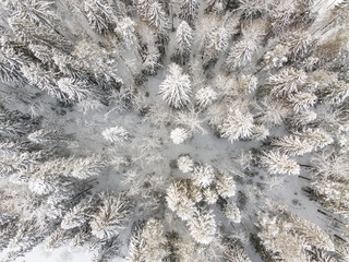 Aerial view of pine forest in winter