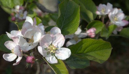 floraison printanière de pommier