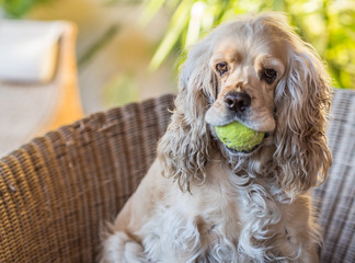 nice american breed dog cocker playing with his ball sitting in armchair on the outside