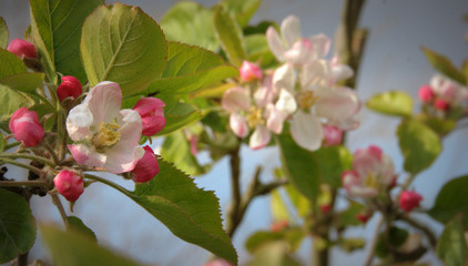 floraison printanière de pommier