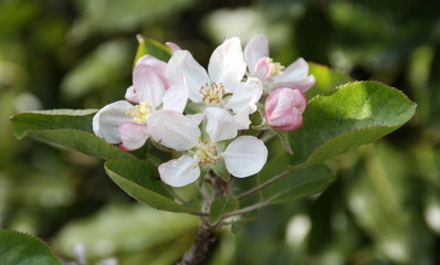 floraison printanière de pommier