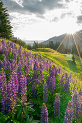 Lupinen Blüte in den Bergen © Netzer Johannes