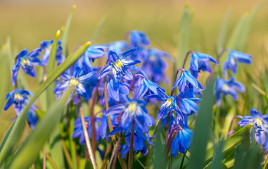 Cluster of blue siberian squill flowers, scilla siberica, shining in the sun