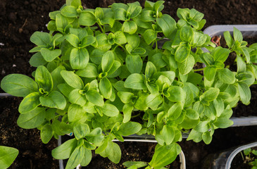 Seedlings of flowers in the greenhouse at the farmer.