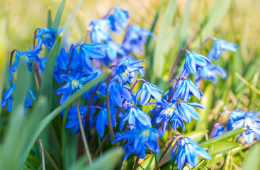 Cluster of blue siberian squill flowers, scilla siberica, shining in the sun