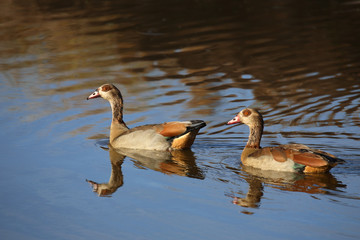 Nilgans / Egyptian Goose / Alopochen aegyptiacus..