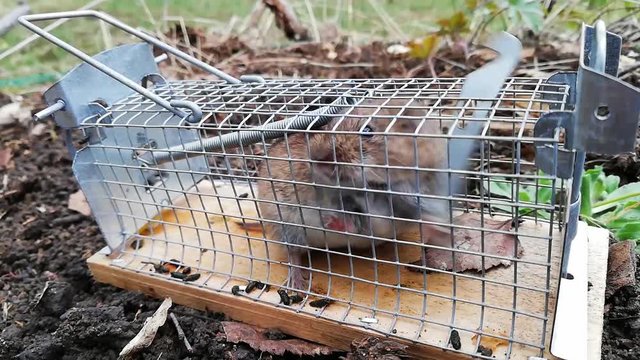 A vole is caught in a live trap and moves hectically back and forth. 