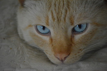 Gato
