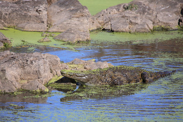 Nilkrokodil / Nile Crocodile / Crocodylus Niloticus
