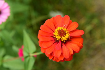 Chinese Tibet Gesang flower