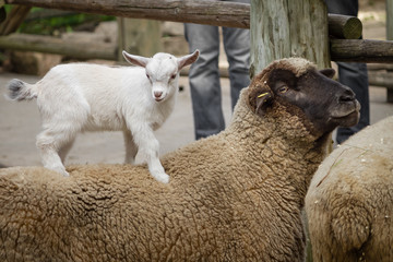 White little goat on the broun sheep back 
