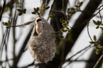 European Penduline tit building its unique nest